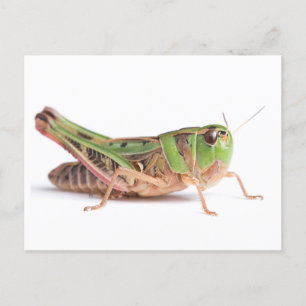 Boopie Grashopper Closeup Photo Vykort