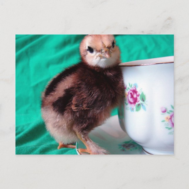 Boot Vykort (Framsida)