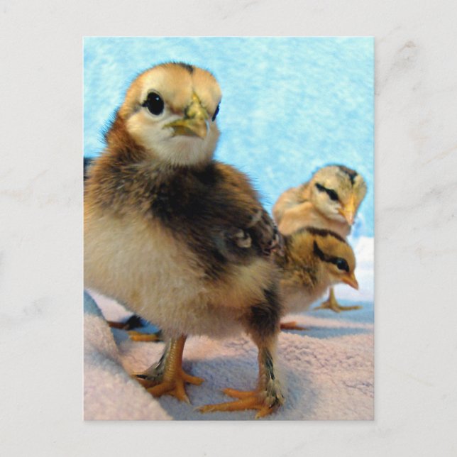 Booter och vänner, Chickar Vykort (Framsida)