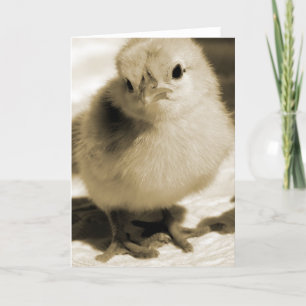 Boots Chick Kort