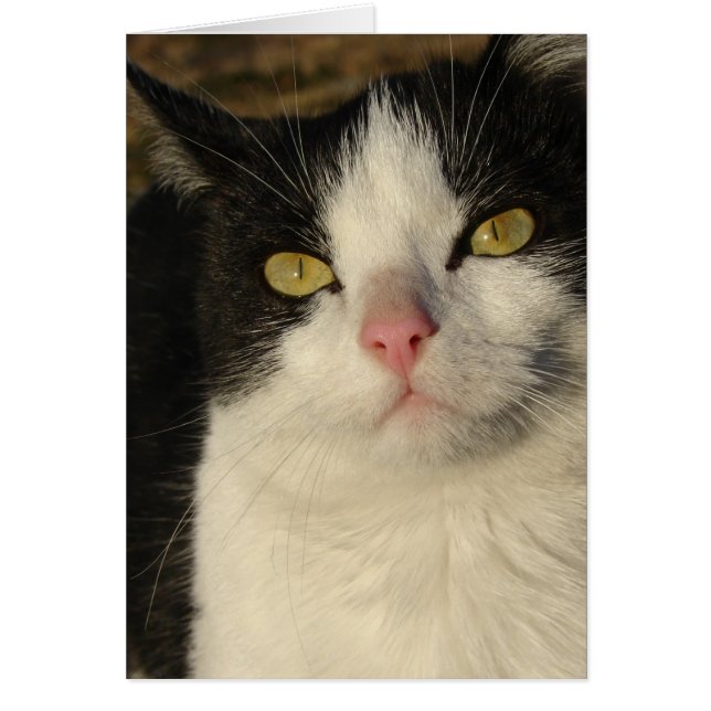 Boots Kitten Hälsningskort (Framsidan)