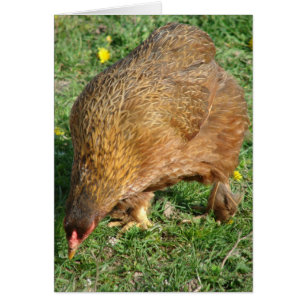 Boots the Hen Hälsningskort
