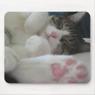 Bootsie katt musmatta