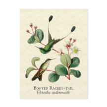 Boott Racket Svan Hummingbird Art Postcard