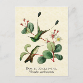 Boott Racket Svan Hummingbird Art Postcard Vykort