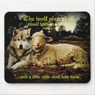 "Bor vargen med lamben" som lägger, besegrar Musmatta