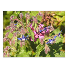 Borage (Borago officinalis) Fototryck