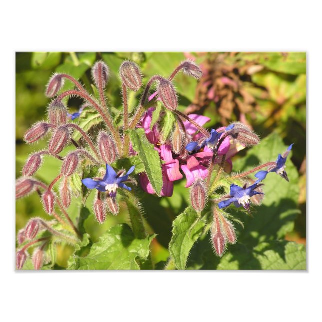 Borage (Borago officinalis) Fototryck (Framsidan)
