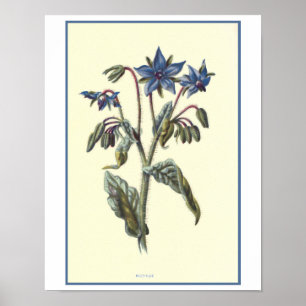 Borage Botanical Illustration Poster
