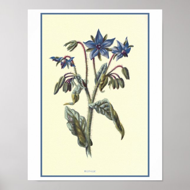 Borage Botanical Illustration Poster (Framsidan)
