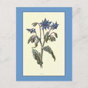 Borage Botanical Illustration Vykort