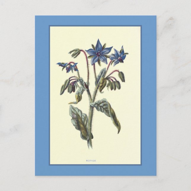 Borage Botanical Illustration Vykort (Framsida)