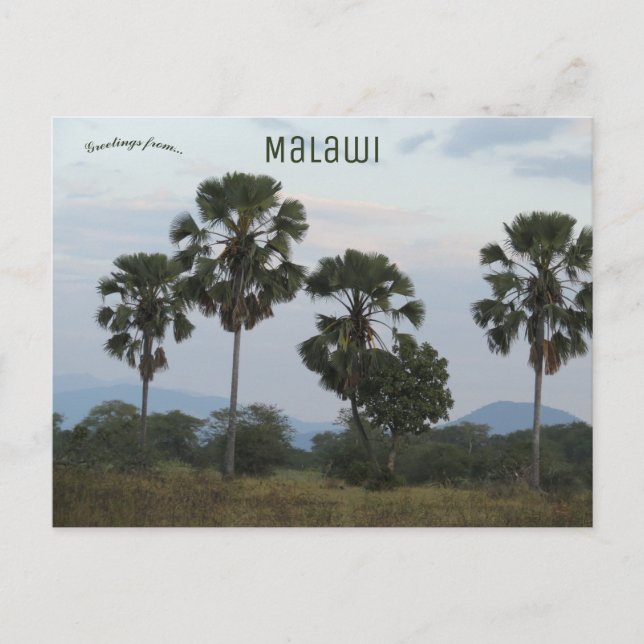 Borassus Aethiopum Handflatan vid Mvuu Camp i Mala Vykort (Framsida)