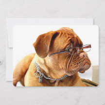 Bordeaux Mastiff, Fransk Mastiff Bordeauxdog Gift