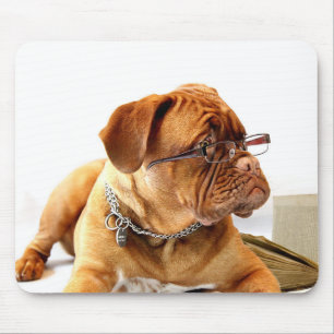 Bordeauxdog Musmatta