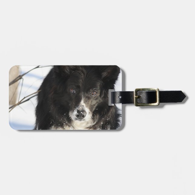 border-collie-8.jpg bagagebricka (Horisontell Framsida)