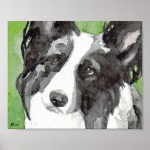 Border Collie Akvarell