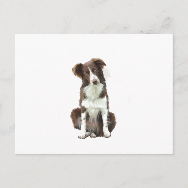 Border Collie (B) - brun och vit Vykort (Framsida)