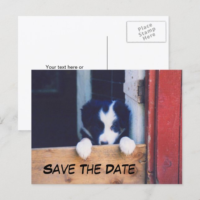 Border Collie Dog Save The Date Meddelande Vykort (Fram/baksida)