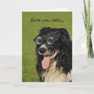 Border Collie Flockar Roligt Kort