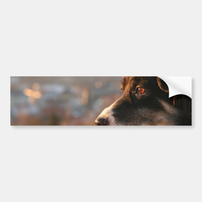 Border Collie Fotos Bildäckslappar Bildekal (Framsidan)