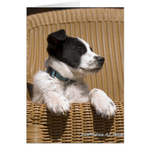Border Collie Heeler Blandras Hund Sömnig Valp Fot Hälsningskort