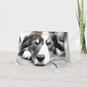 BORDER COLLIE HELGKORT