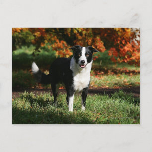Border Collie Höst Stående Vykort