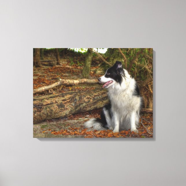 Border Collie Hund i höstlig lövrik skog Canvastryck (Framsida)