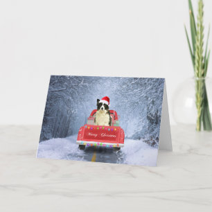 Border Collie hund i snö som sitter i jul Kort