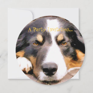 BORDER COLLIE INBJUDNINGAR