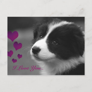 Border Collie, jag älskar dig Vykort