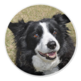 Border collie knopp
