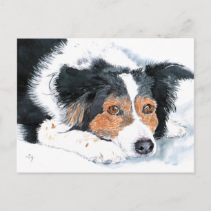 Border Collie Mattie vykort