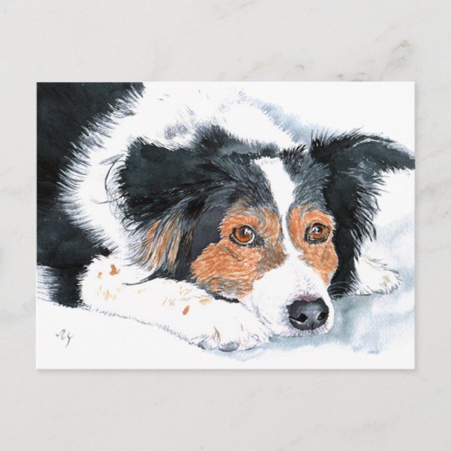 Border Collie Mattie vykort (Framsida)