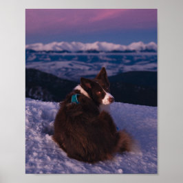 Border Collie on Snowy Mountain Peak at Sunset  Poster