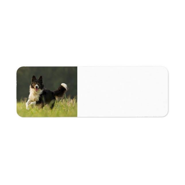 border collie p9 returadress etikett (Framsidan)