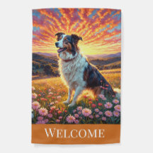 Border Collie på gård