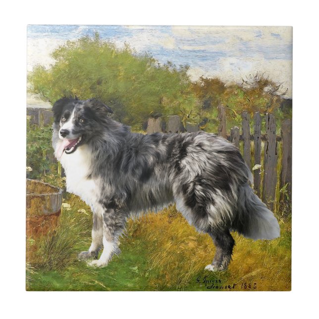 Border Collie på gården Kakelplatta (Framsidan)