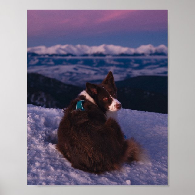Border Collie på snötäckt bergstopp vid solnedgång Poster (Framsidan)
