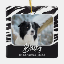 Border Collie Päls Mönster Foto 1:a julen