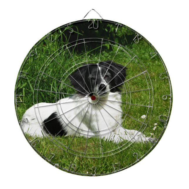 Border Collie Piltavla (Framsidan)