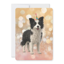 Border Collie Sheepdog