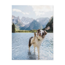 Border Collie Sjö Äventyr Berg Hund Resa