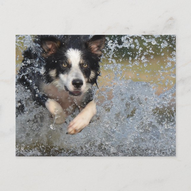 border collie som springer i vatten vykort (Framsida)