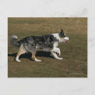 Border Collie springar 1 Vykort