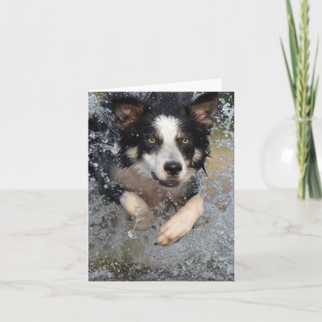 border collie springer i vatten kort (Framsida)