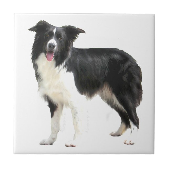 Border Collie (stående) Kakelplatta (Framsidan)