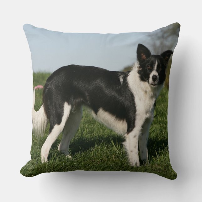 Border Collie Stående Kudde (Framsida)