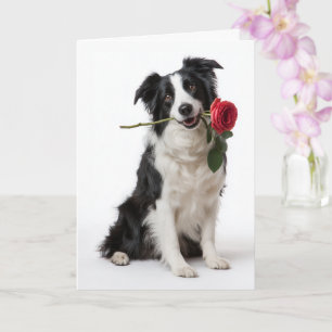 Border Collie Valentine – Hängivet Hjärta Kort